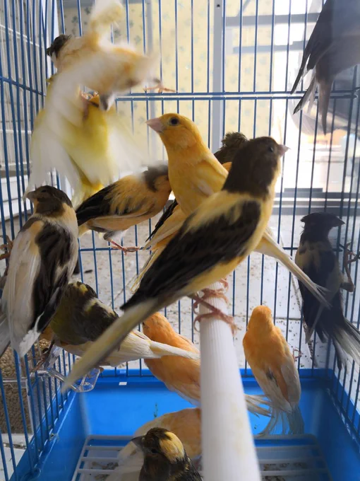 🐦