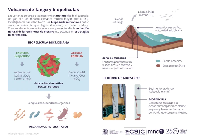 Infografía que describe cómo la biopelícula descubierta consume metano/ Raquel Morales 