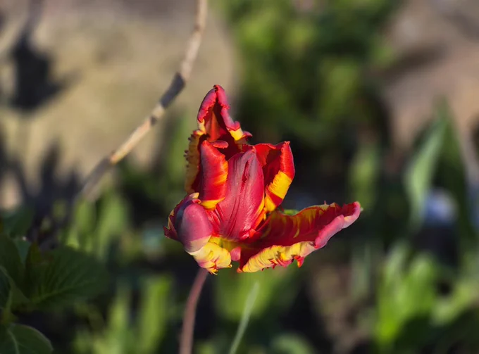Tulpe 