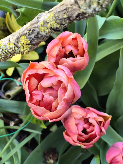 Tulpen