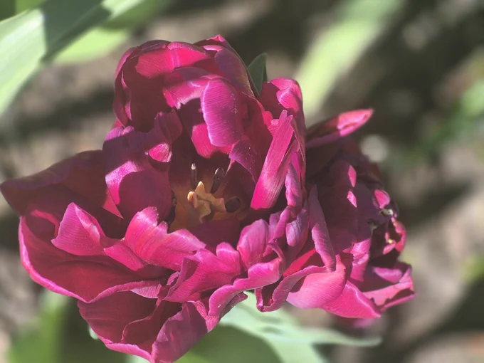 Tulpen