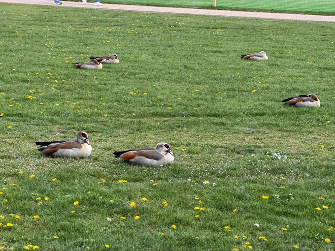 Photo of the wildlife typically found in Hyde Park (a type of bird I didn’t recognise).