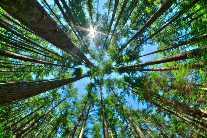 Image of a forest 