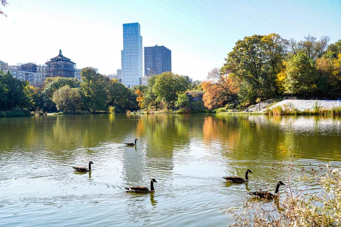 Five Canada geese swimming in Central Park's Harlem Meer in autumn.