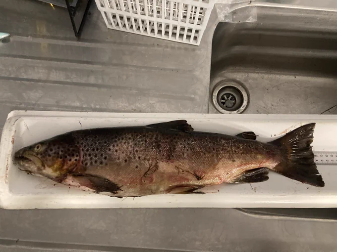 The seized sea trout was weighed and measured.  It weighed in at 2.5 kilos. 