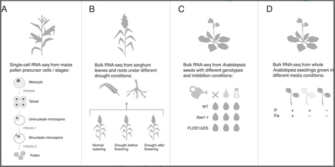 Overview of datasets analyzed with SPLASH in this paper. (A) A single-cell study of maize pollen precursors. (B) A bulk RNA-seq study of sorghum under different drought conditions. (C) A bulk RNA-seq study of Arabidopsis seed germination, with wild-type and mutant strains in the FLOE1 gene, in conditions of no water, plain water imbibition, or salt water imbibition. (D) A bulk RNA-seq study of Arabidopsis seedlings under phosphorus (P), iron (Fe), or iron/phosphorus (Fe/P) deficiency. floe1-1 = knock-out mutation of FLOE1; FLOE1ΔDS = aspartic acid-serine-rich disordered domain deletion mutation of FLOE1; WT = wild type FLOE1.