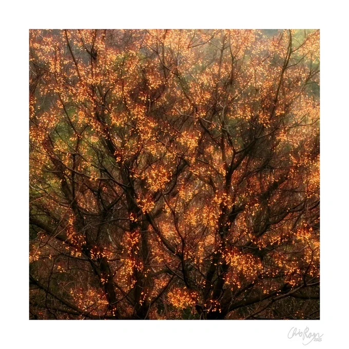 Yellow Tree Art Print by Chris Rayn