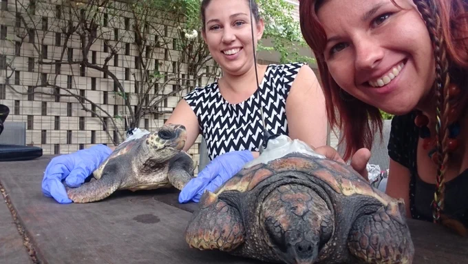 Dr Nina Marn and sea turtles
