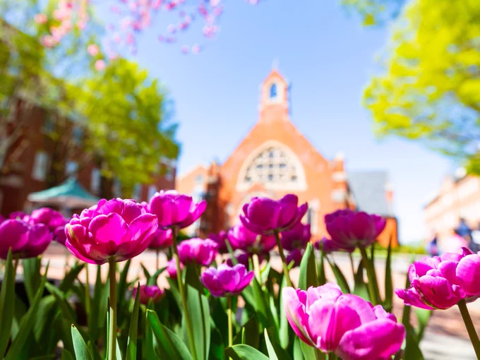 tulips in Dahlgren quad