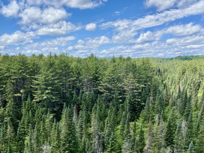 A dense green coniferous forest stretching across the landscape beneath a partly cloudy sky.