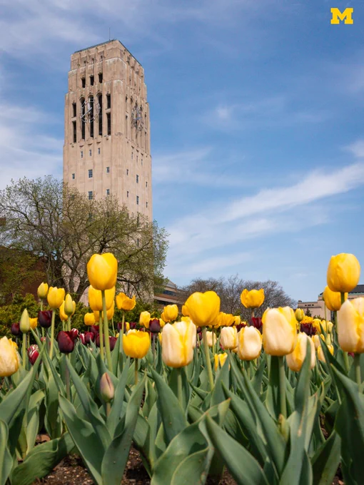 Tulips in bloom at Ingalls Mall with Burton Tower seen in the distance.