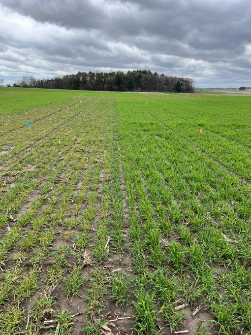 A field covered in a cereal rye cover crop. The rye on the left side of the photo appears to have a later planting date, as it is not as tall or lush as the rye on the right side of the photo.