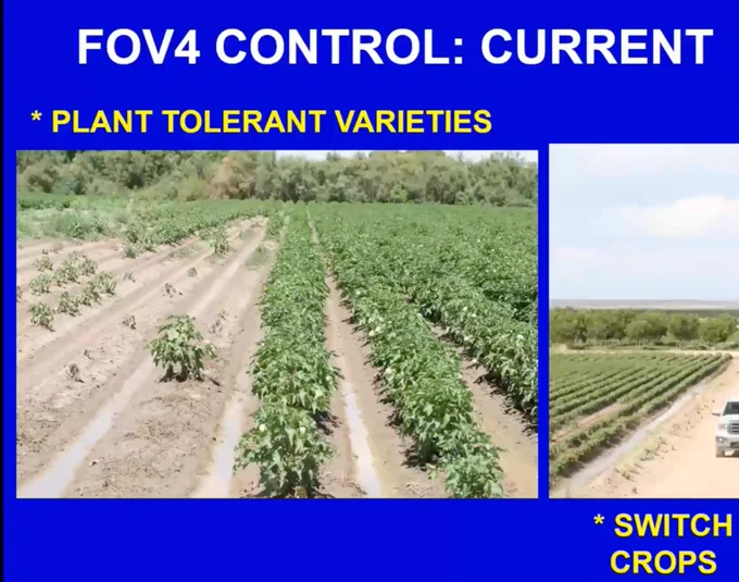 FOV4: What’s the Latest and What Has Been Learned?