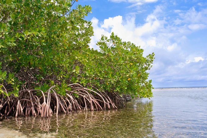Image d'une forêt de mangroves