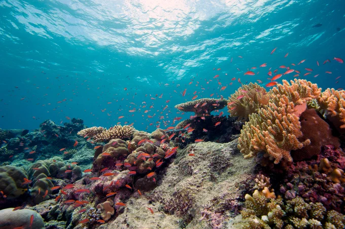 Image d'un récif de corail