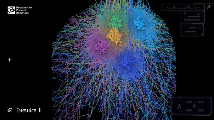 This render shows 370 retinal cells that compute visual information, such as motion. Many of these cells send information from the back of the eye directly into the brain. These cells are part of Eyewire 2, which is building the world’s largest synapse resolution retinal connectomics dataset to help decipher the cells and circuits that make vision possible.
PHOTO CREDIT: Amy Sterling, EyeWire II, Princeton University