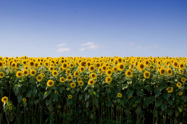 Sunflowers, by Bonnie Kittle on Unsplash