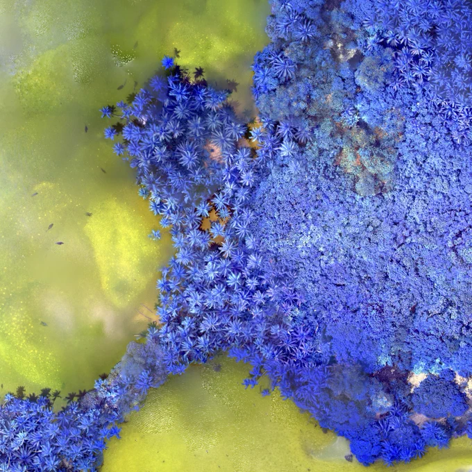 A drone image showing a rainforest as blue with yellowish-greenish water