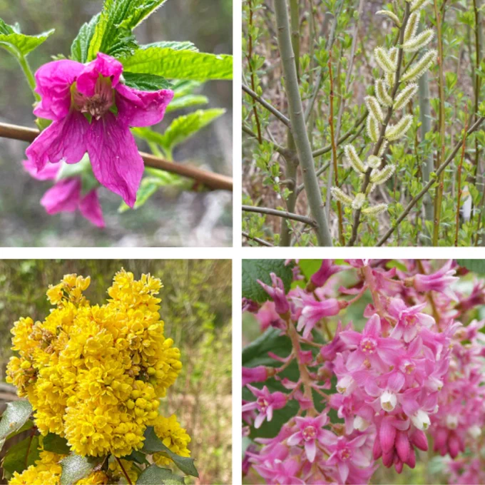 Flowers at Richards Creek
