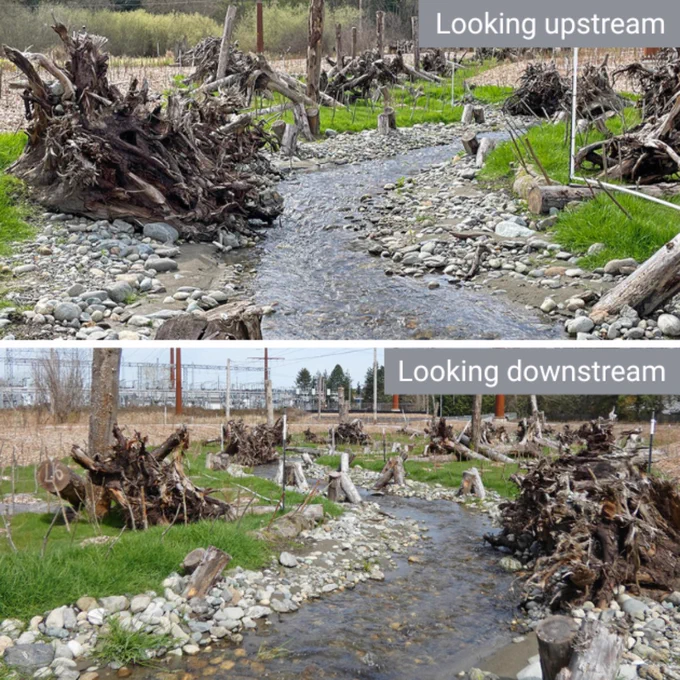 Looking Upstream and Downstream at Willows Creek