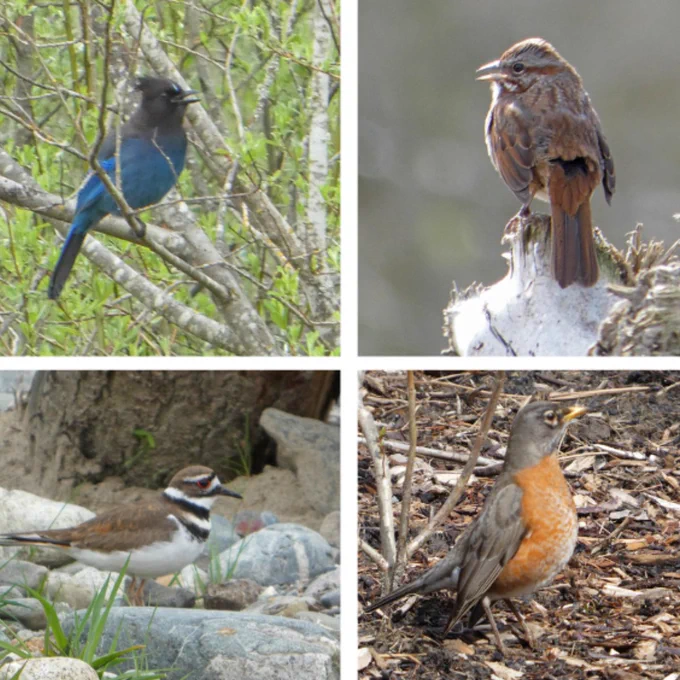 Birds at Willows Creek