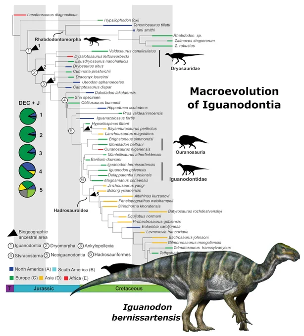 Main image: Phylogenetic tree illustrating the biogeographical reconstruction of Iguanodontia. Time scale along the bottom shows the Jurassic (in blue) and Cretaceous (in green). 
At bottom right is a life reconstruction of the ornithischian dinosaur Iguanodon bernissartensis from the Early Cretaceous (~125 million years ago) of Europe, by Davide Bonadonna (www.davidebonadonna.it).