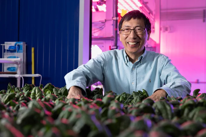 Ainong Shi stands over a flat of hydroponic spinach with pink grow lights in background.