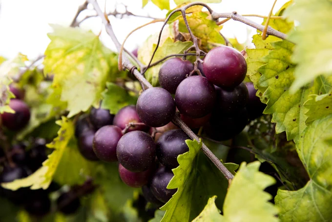 Muscadines on the vine.