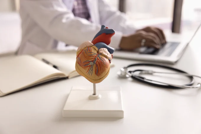 A person works on a laptop with an anatomical model of a heart on their desk. 