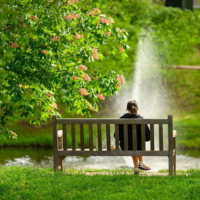 Person sitting on bench looking at a water fountain in a pond next to a tree with pink flowers