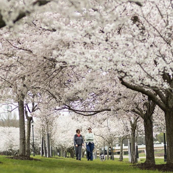 Two people walking down row of cherry blossoms