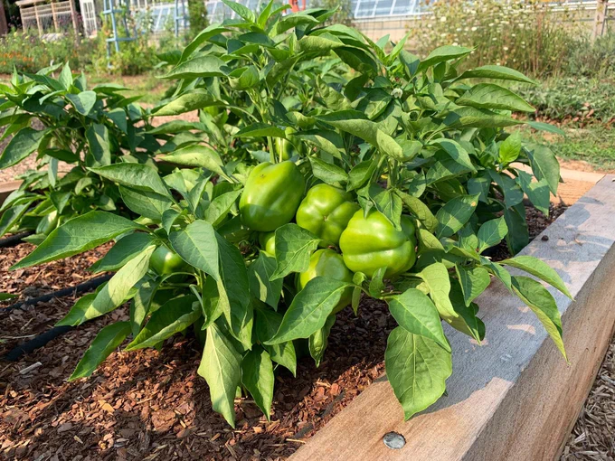 Peppers growing in Lewis Ginter's Kroger Community Kitchen Garden