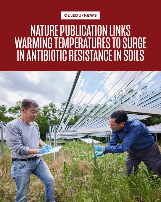 Two individuals examine plants in a field under a metal structure. Both wear gloves and appear focused on the task. The background features trees and a cloudy sky. The image includes the text: "Nature publication links warming temperatures to surge in antibiotic resistance in soils," with a header "ou.edu/news."