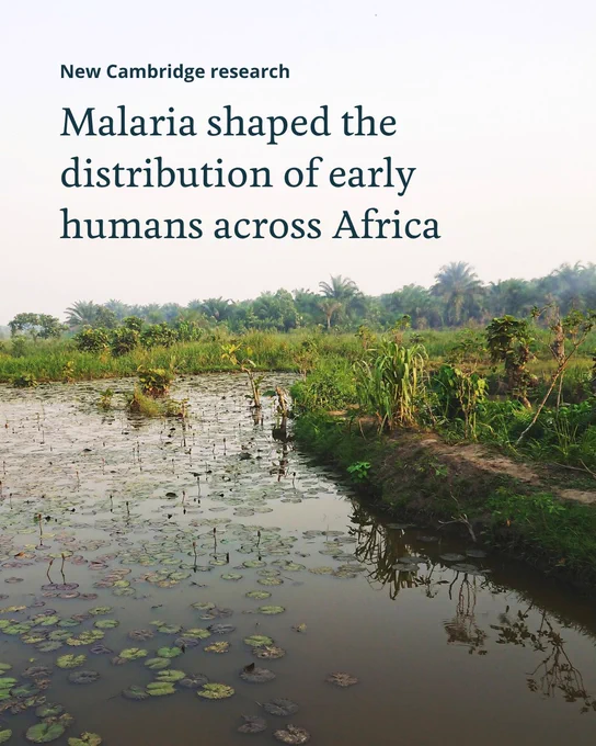 A serene natural landscape featuring a reflective water body with lily pads, surrounded by lush greenery and distant trees. The foreground shows a small grassy bank. Text overlay reads " New Cambridge research: Malaria shaped the distribution of early humans across Africa."