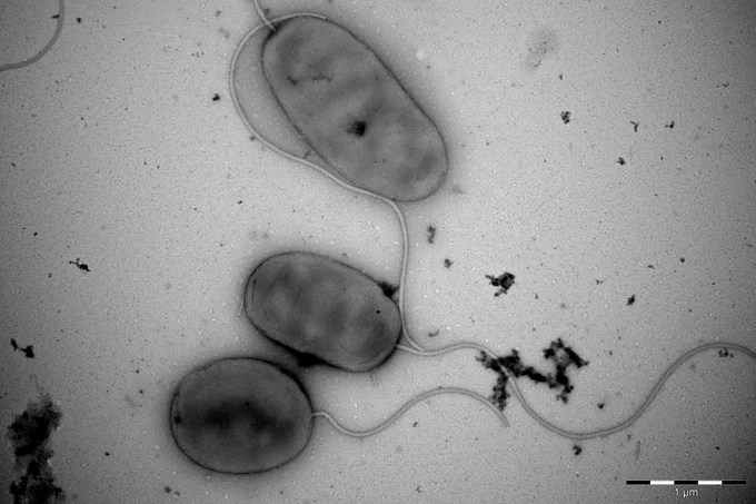 Microscopic image of Vibrio bacteria.