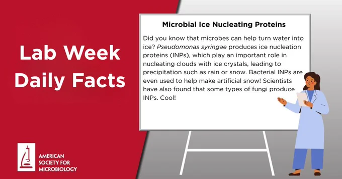 Microbial Ice Nucleating Proteins
Did you know that microbes can help turn water into ice? Pseudomonas syringae produces ice nucleation proteins (INPs), which play an important role in nucleating clouds with ice crystals, leading to precipitation such as rain or snow. Bacterial INPs are even used to help make artificial snow! Scientists have also found that some types of fungi produce INPs. Cool!  