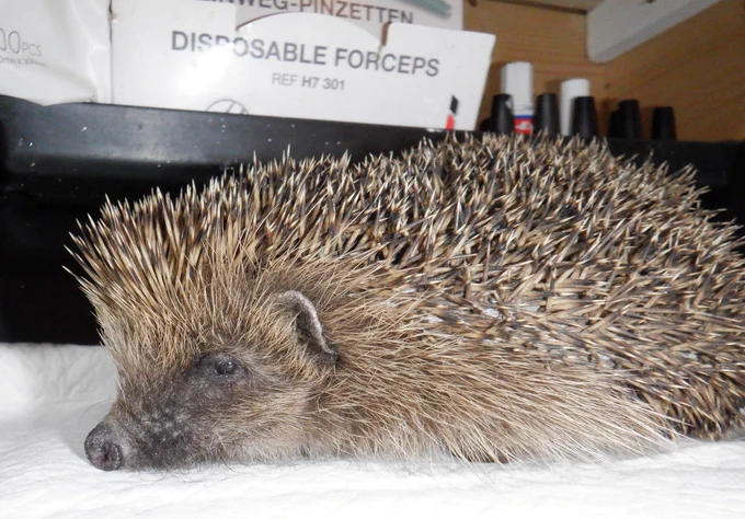 Onslow, a patient in treatment at Hedgehog Cabin, the multi award winning hedgehog hospital.