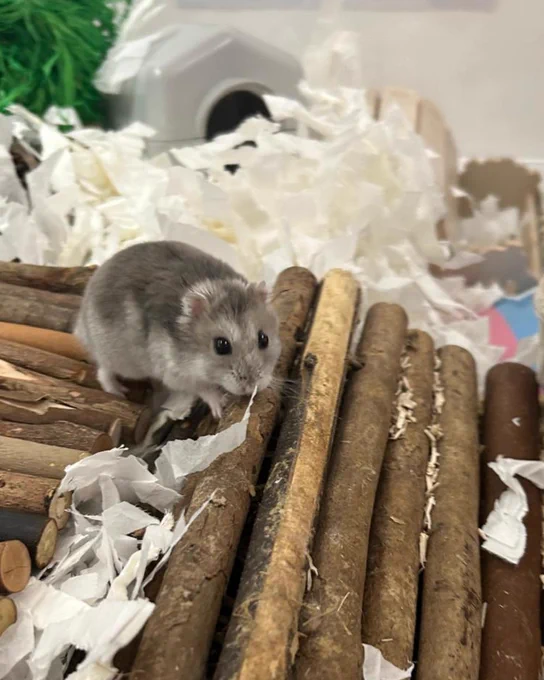 Stitch, a small, grey Russian hamster, is on a structure made of wooden sticks, surrounded by shredded paper bedding, with a small pet house in the background.