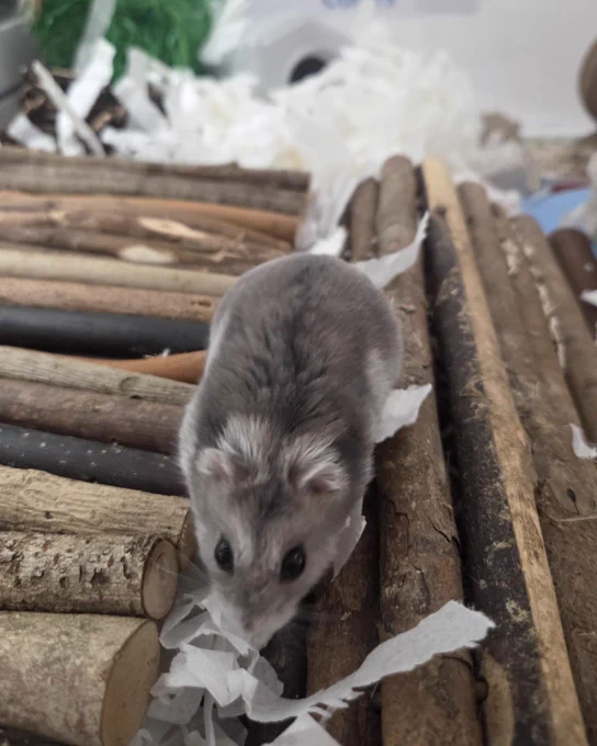 Stitch is standing on a bridge made of wooden sticks, surrounded by torn white paper bedding.