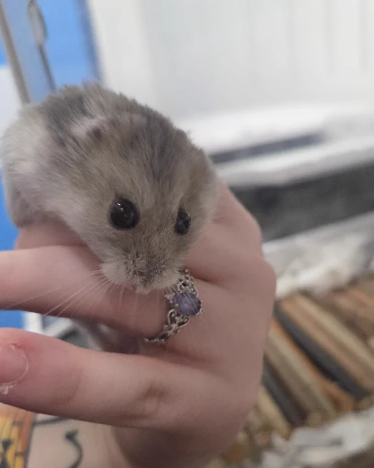 Stitch is gently held in a hand. The hand has a ring featuring a purple stone. The background is blurred, showing a glimpse of the enclosure with bedding materials.