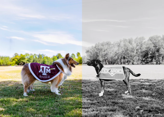 A collie wearing an "A&M Reveille X" maroon jacket stands on a grassy field. The image is split; the left is in color with a background of green trees and blue sky, and the right is in black and white, showing Reveille I, a greyhound wearing a similar "TEX AGG" jacket.