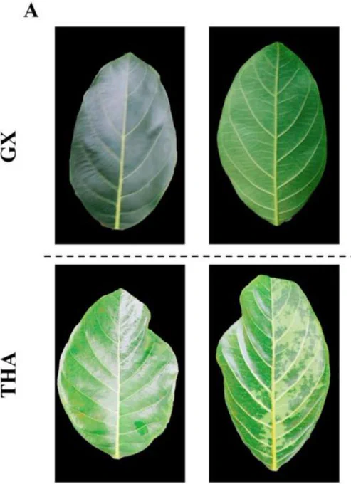 Determination of the physiological indicators of different jackfruit varieties. (A) GX and TAH phenotypes after cold stress.