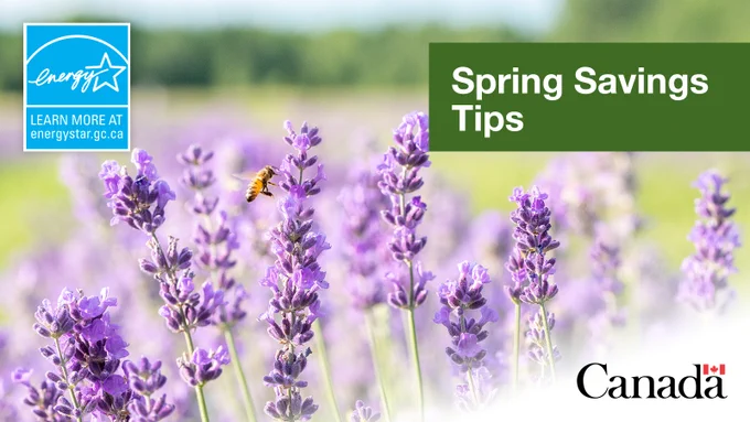 Lavender flowers with a bee collecting nectar, promoting spring energy savings tips from Energy Star Canada.