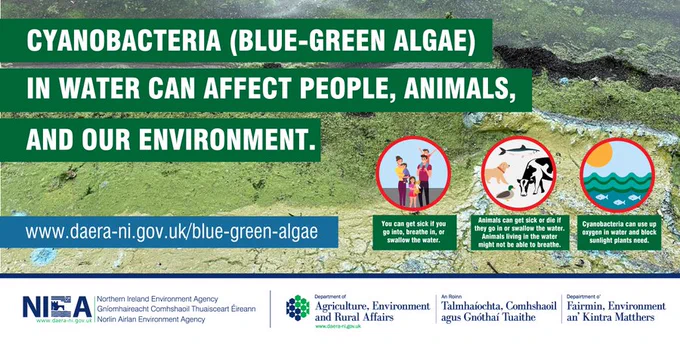 Graphic about Blue Green Algae