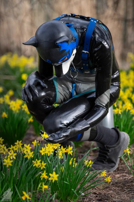 A blue shiny dog kneeled down and collecting daffodils. He looks at them as if he wanted to eat them.