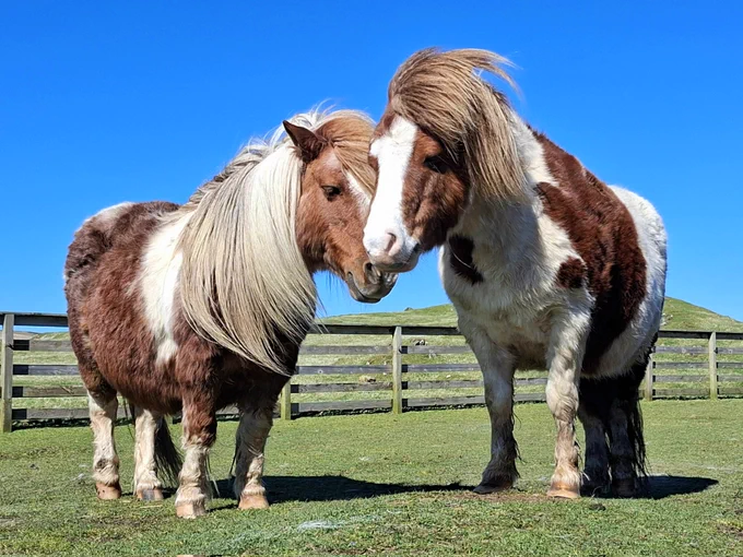 Two red and white Shetland ponies standing close together with eyes closed on sunny day