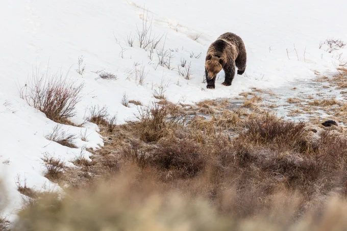 A large grizzly bear walking in snow near a riparian area