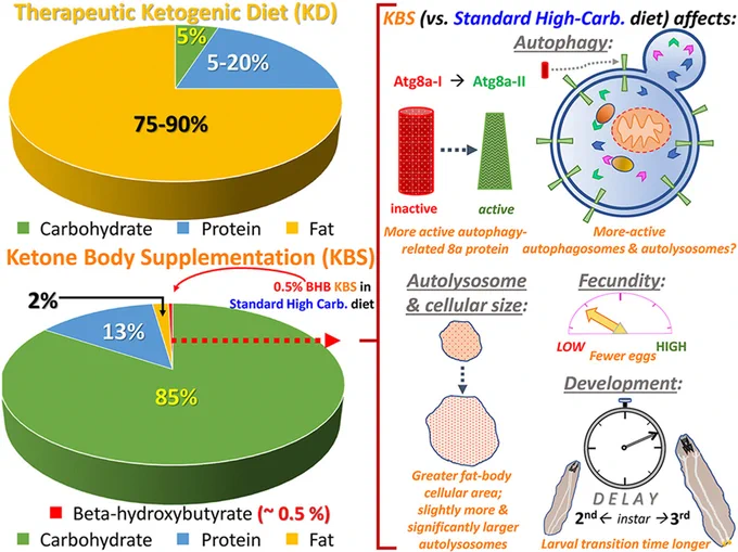 Infographic comparing a ketogenic diet and ketone supplementation: therapeutic ketogenic vs standard high-carb diet with added ketones, showing impacts on cellular autophagy, body size, reduced fertility, and delayed development in fruit flies.