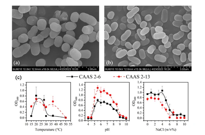Morphological and physiological characterization of strains CAAS 2-6 and CAAS 2-13.