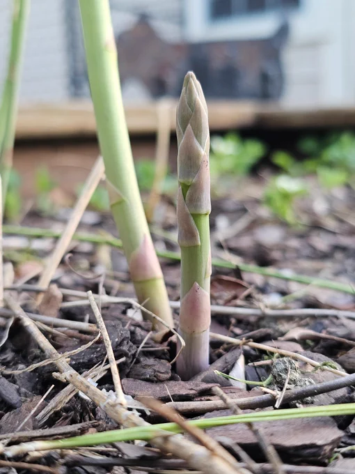 Close up of asparagus shoots with mulched background